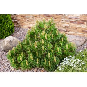 Borovica horská (Pinus mugo) ´MUGHUS´ - Ø 20-30 cm, kont. C2L